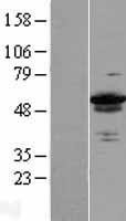 NBL1-17983 - ZC3H15 Lysate