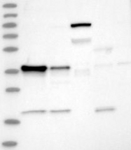 NBP1-84661 - ZC3H8