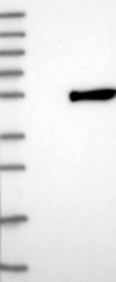 NBP1-83675 - ZCCHC12