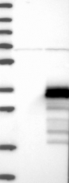 NBP1-88536 - ZCCHC24