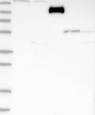 NBP1-82257 - ZCCHC6