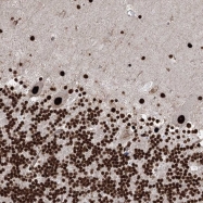 NBP1-85135 - ZCCHC8