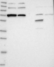 NBP1-85134 - ZCCHC8