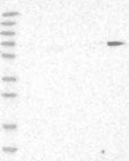 NBP1-87997 - ZCWPW1
