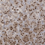 NBP1-80606 - ZCWPW2
