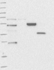 NBP1-84499 - ZDHHC9