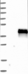 NBP1-82262 - ZFAND3