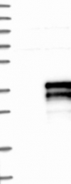 NBP1-80609 - ZA20D2