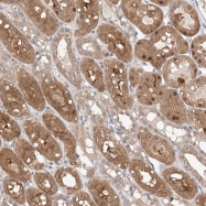 NBP1-81443 - ZNF409 / ZFHX2
