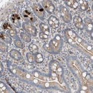 NBP1-81444 - ZNF409 / ZFHX2