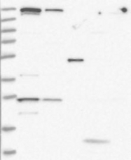 NBP1-81443 - ZNF409 / ZFHX2