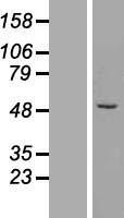 NBL1-18081 - ZFP200 Lysate