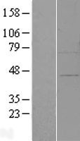 NBL1-18017 - ZFP30 Lysate