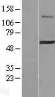 NBL1-18271 - ZFP38 Lysate