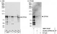 NBP1-78187 - ZFP64 (isoforms 1 and 2)