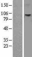 NBL1-18039 - ZFP95 Lysate