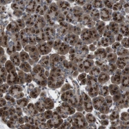 NBP1-85347 - ZFPL1