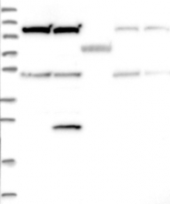 NBP1-83679 - ZFYVE19