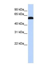 NBP1-56937 - ZGPAT