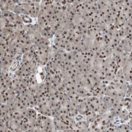 NBP1-82956 - ZHX2