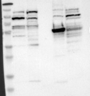 NBP1-82956 - ZHX2