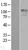 NBL1-18033 - ZHX2 Lysate