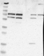 NBP1-81346 - ZNF36