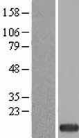 NBL1-18262 - ZNDR1 Lysate