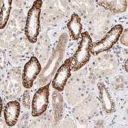 NBP1-81348 - ZNF10
