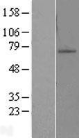 NBL1-18053 - ZNF10 Lysate