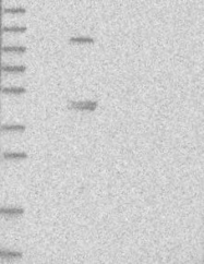 NBP1-81180 - ZNF114