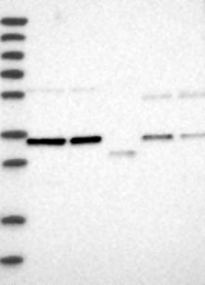 NBP1-81634 - ZNF124