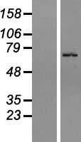 NBL1-18056 - ZNF133 Lysate
