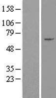 NBL1-18067 - ZNF165 Lysate