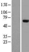 NBL1-18072 - ZNF18 Lysate