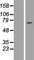 NBL1-18074 - ZNF182 Lysate