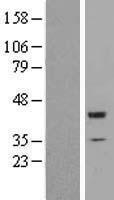NBL1-18076 - ZNF187 Lysate