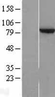 NBL1-18083 - ZNF202 Lysate