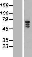 NBL1-18084 - ZNF205 Lysate
