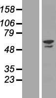 NBL1-18086 - ZNF212 Lysate
