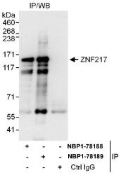 NBP1-78188 - ZNF217