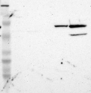 NBP1-81631 - ZNF226