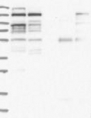 NBP1-85930 - ZNF227