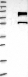 NBP1-82867 - ZNF23