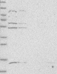 NBP1-86822 - ZNF232