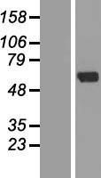 NBL1-18096 - ZNF238 Lysate