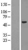 NBL1-18097 - ZNF239 Lysate