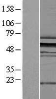 NBL1-18102 - ZNF259 Lysate