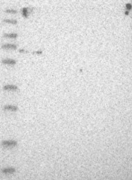 NBP1-80597 - ZNF274