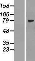 NBL1-18107 - ZNF274 Lysate